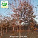17公分元寶楓苗圃批發(fā),五角楓