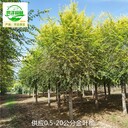 20公分金葉榆產(chǎn)地,美人榆