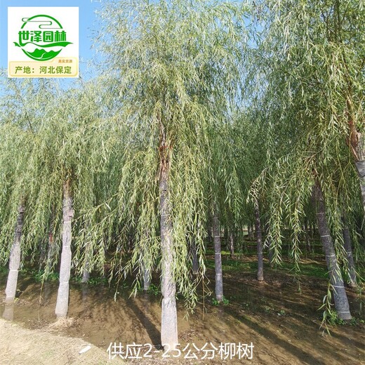 江西景德鎮(zhèn)柳樹批發(fā)商
