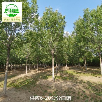 20公分白蜡苗圃出售,杆直帽圆