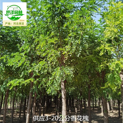 安徽淮北香花槐樹出售