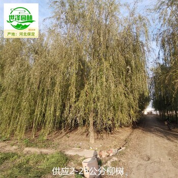 17公分柳樹(shù)苗木供應,青皮垂柳
