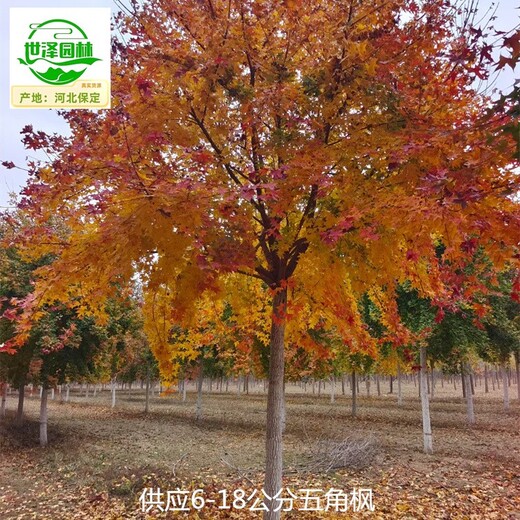 9公分五角楓廠家