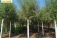10公分馒头柳树供应,景观价值高