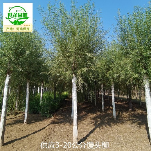 湖北仙桃22公分饅頭柳