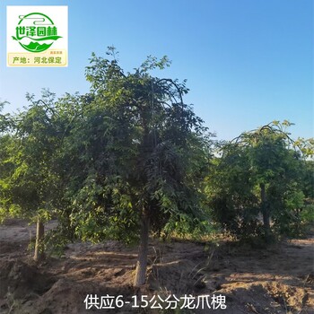 哈密龍爪槐報價