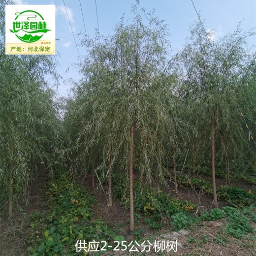 上海宝山柳树产地出售