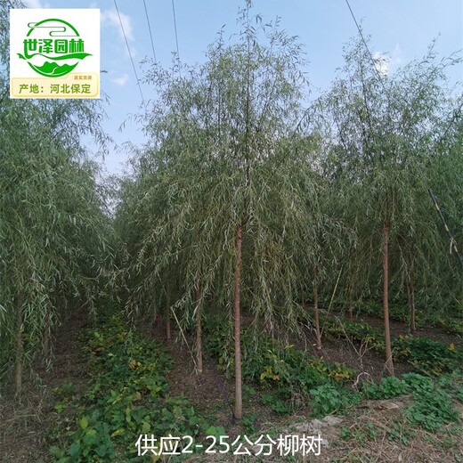西藏山南柳樹(shù)價(jià)格