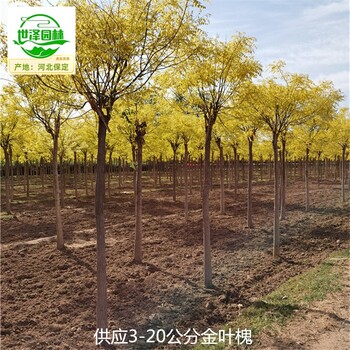 8公分金葉槐苗圃批發(fā),國(guó)槐樹