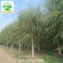 河南鶴壁17公分柳樹苗圃價格