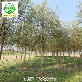16公分旱柳產(chǎn)地報價