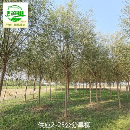 6公分旱柳,柳樹