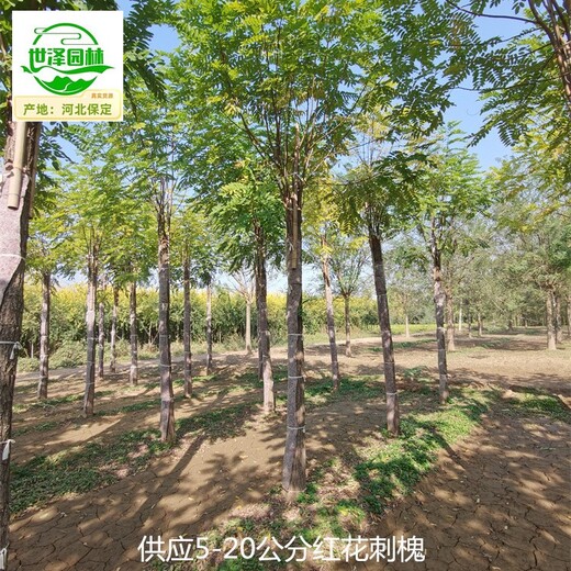 云南文山紅花刺槐苗木批發(fā)