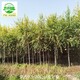 榆樹圖