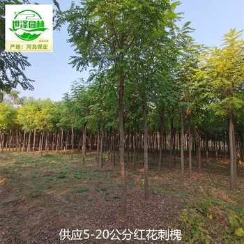 河南漯河紅花刺槐,紅花洋槐