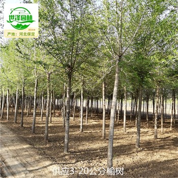 9公分榆樹苗圃供應(yīng),規(guī)模大