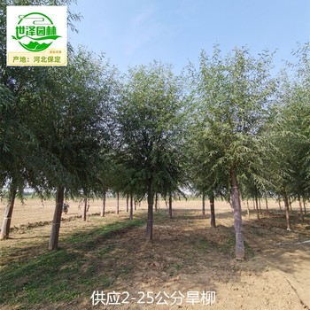 14公分旱柳信息價