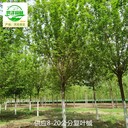 湖北黃岡復葉槭苗木價(jià)格