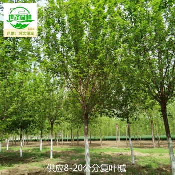 安徽滁州复叶槭