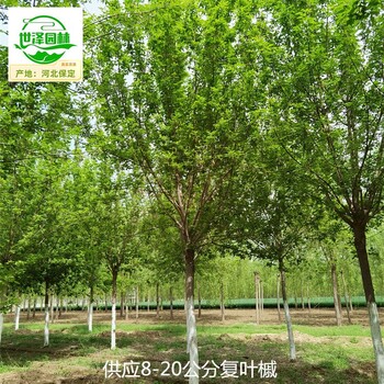 湖北恩施復(fù)葉槭,綠葉復(fù)葉槭