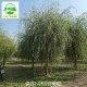上海杨浦柳树产地出售,垂柳树产品图