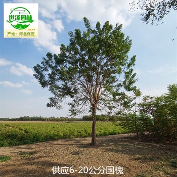 墊江國(guó)槐基地批發(fā)