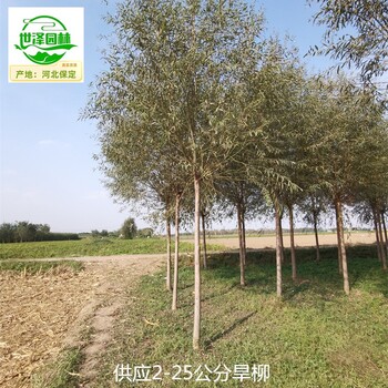 12公分旱柳樹價格,直柳