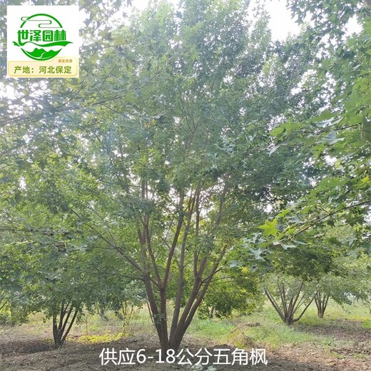 重慶潼南五角楓,元寶楓