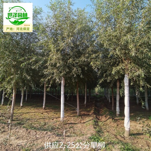 新疆克孜勒蘇旱柳樹(shù)價(jià)格