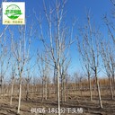 8公分千頭椿樹苗價格,臭椿樹