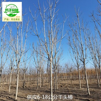 10公分千頭椿基地,臭椿樹(shù)