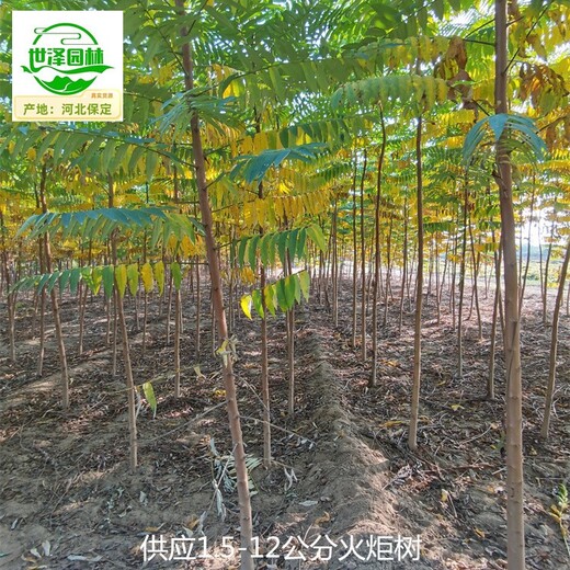 內蒙古呼和浩特火炬樹(shù)價(jià)格,鹽膚木