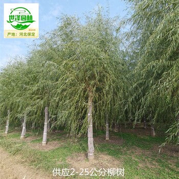 17公分柳樹(shù)苗木供應,青皮垂柳