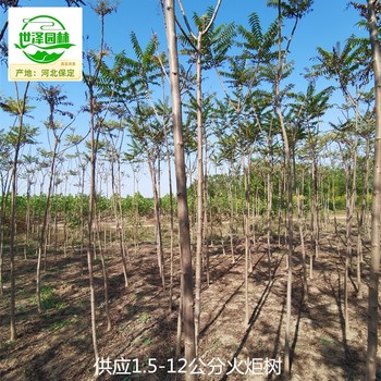 4公分火炬樹苗圃供應(yīng),叢生火炬樹