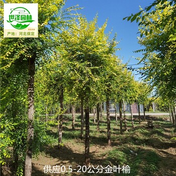 20公分金葉榆苗圃,美人榆