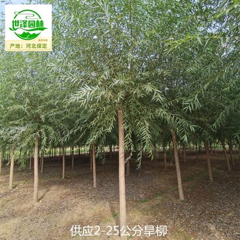 12公分旱柳樹價格,直柳