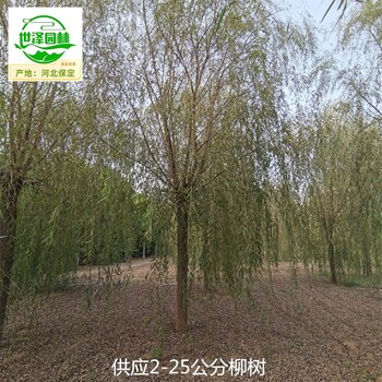 4公分柳树苗圃批发,垂柳