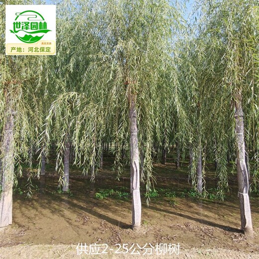 8公分柳樹基地價格,垂柳