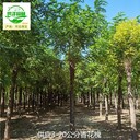 青海玉樹香花槐基地供應(yīng)