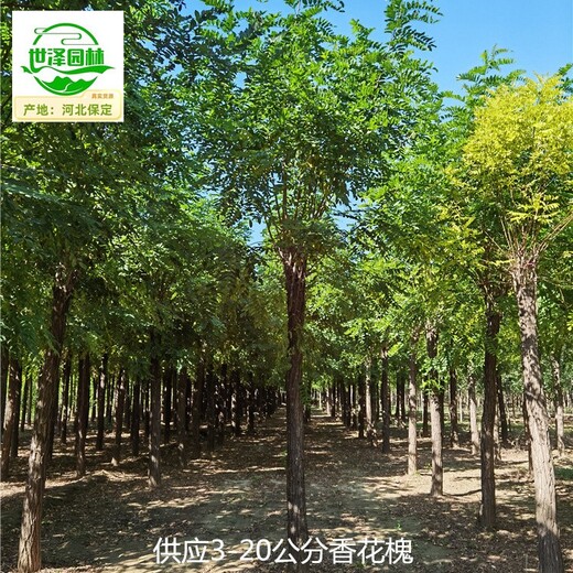 西藏那曲香花槐苗圃