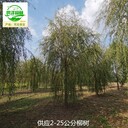 16公分柳樹苗木基地,垂柳樹
