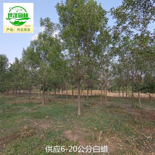 云陽(yáng)白蠟供應