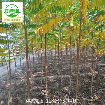 火炬樹產地報價,平頭火炬樹