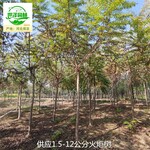 甘肅天水火炬樹,平頭火炬樹