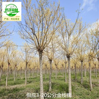18公分金枝槐基地供應(yīng),黃金槐