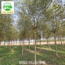 18公分旱柳苗木,直柳