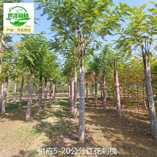 內蒙古興安盟紅花刺槐產(chǎn)地價(jià)格