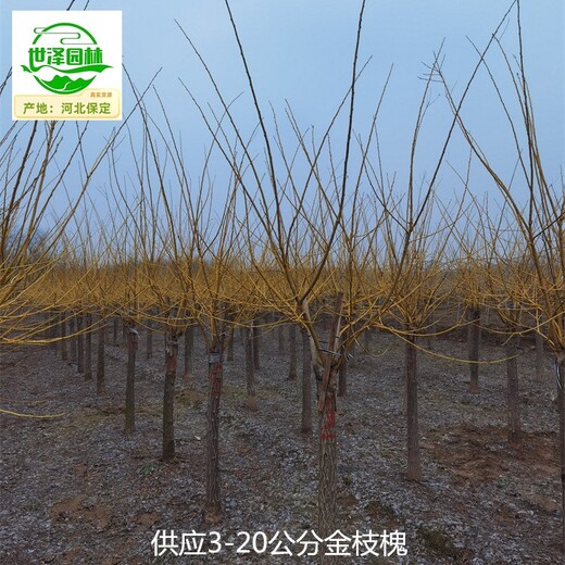 重慶黔江金枝槐,黃金槐