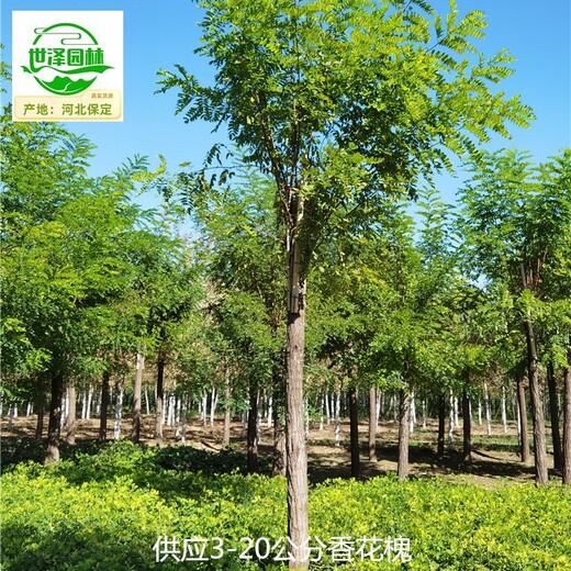 新疆圖木舒克香花槐苗圃出售