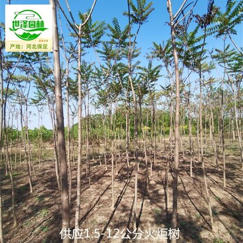4公分火炬樹苗圃供應(yīng),叢生火炬樹